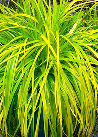 Carex oshimenis 'Everillo'